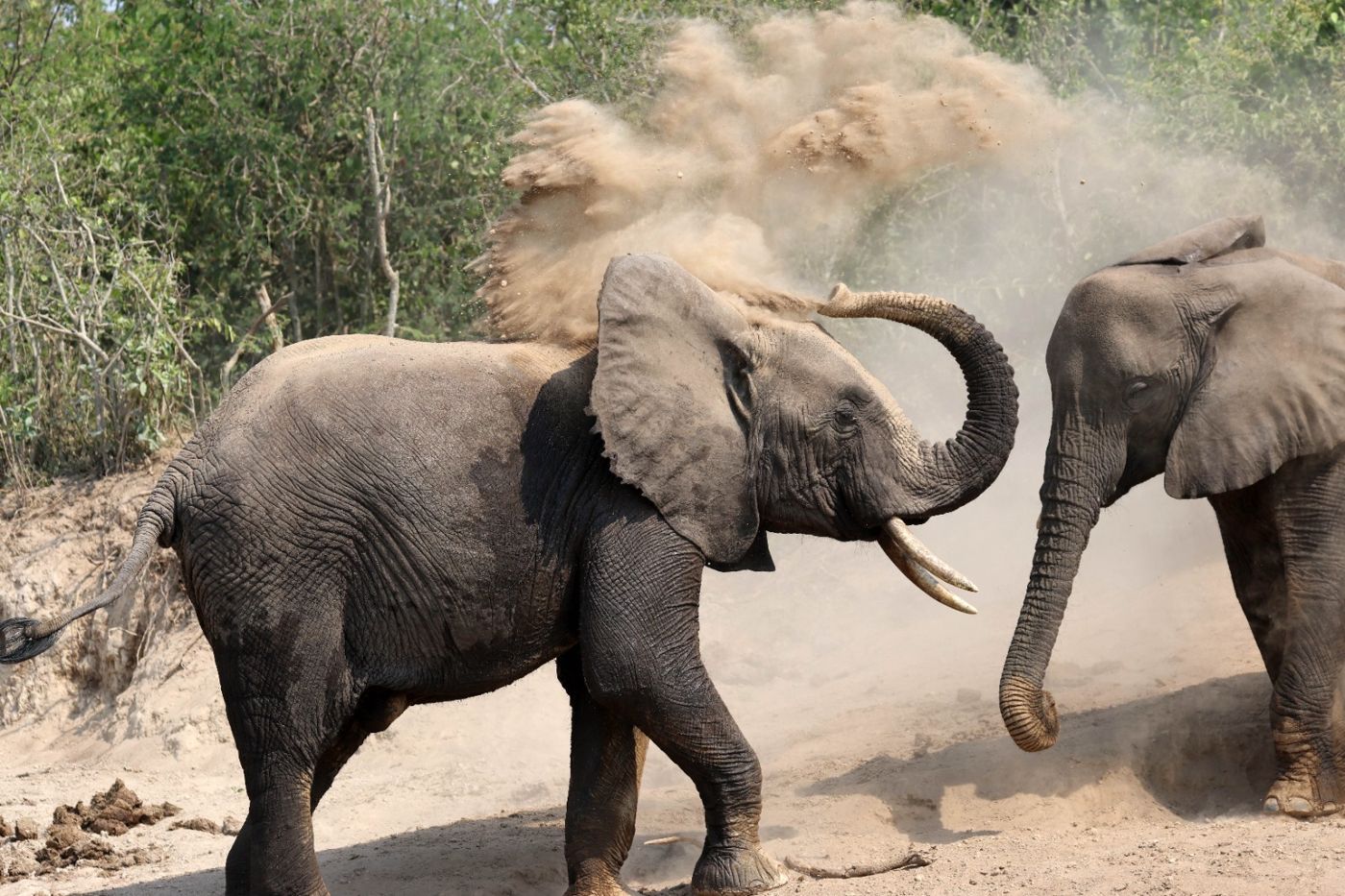 Elephant taking a dust bath