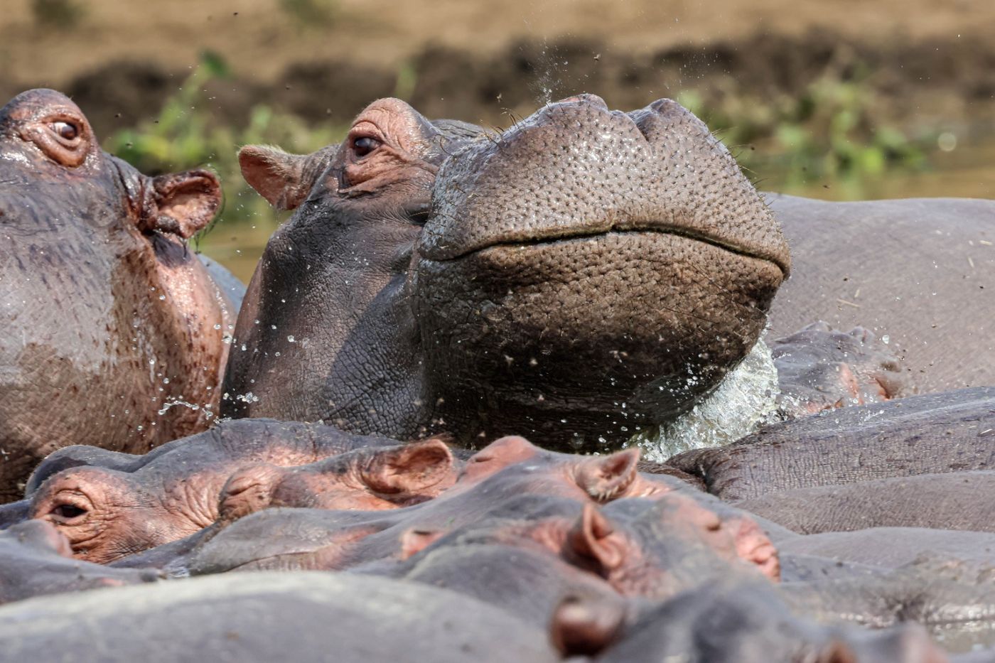 Pod of hippos in the water