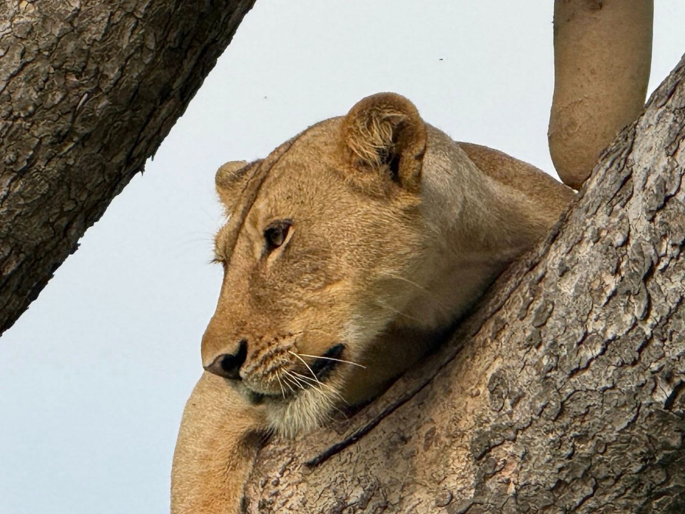Lioness resting in a tree on safari