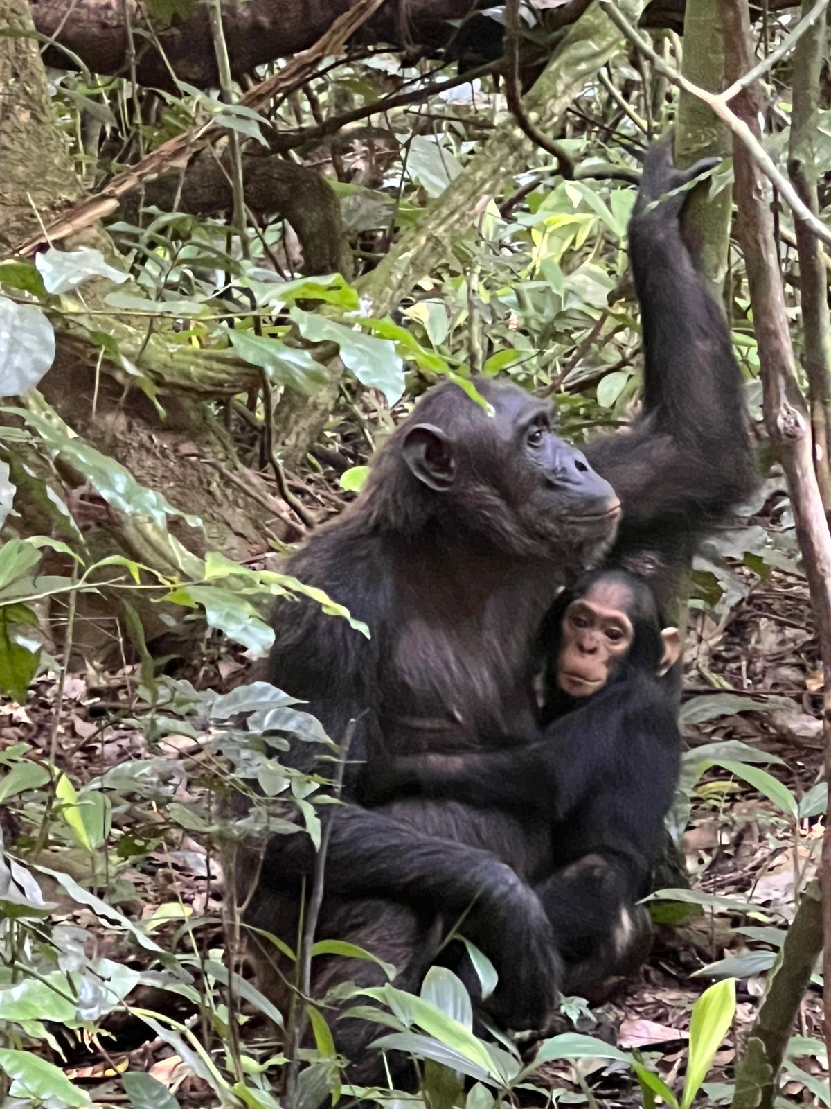 Chimpanzee in Kibale Forest