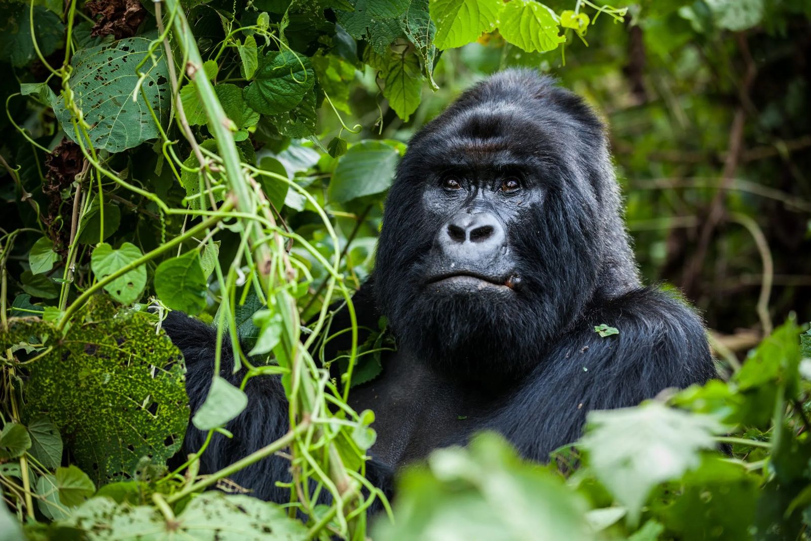 Mountain gorilla in Bwindi Impenetrable Forest, Uganda