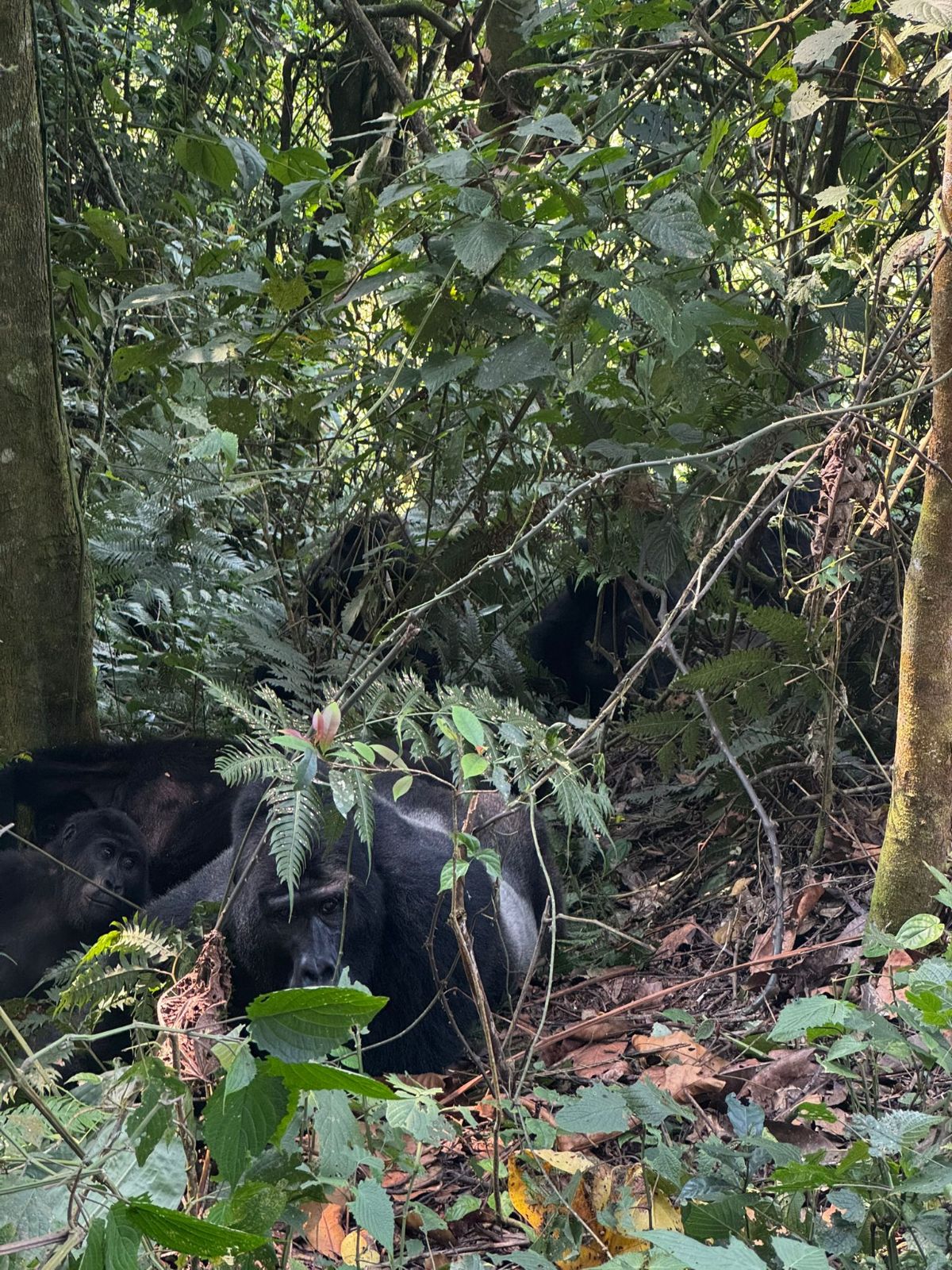 Mountain gorilla family in Bwindi