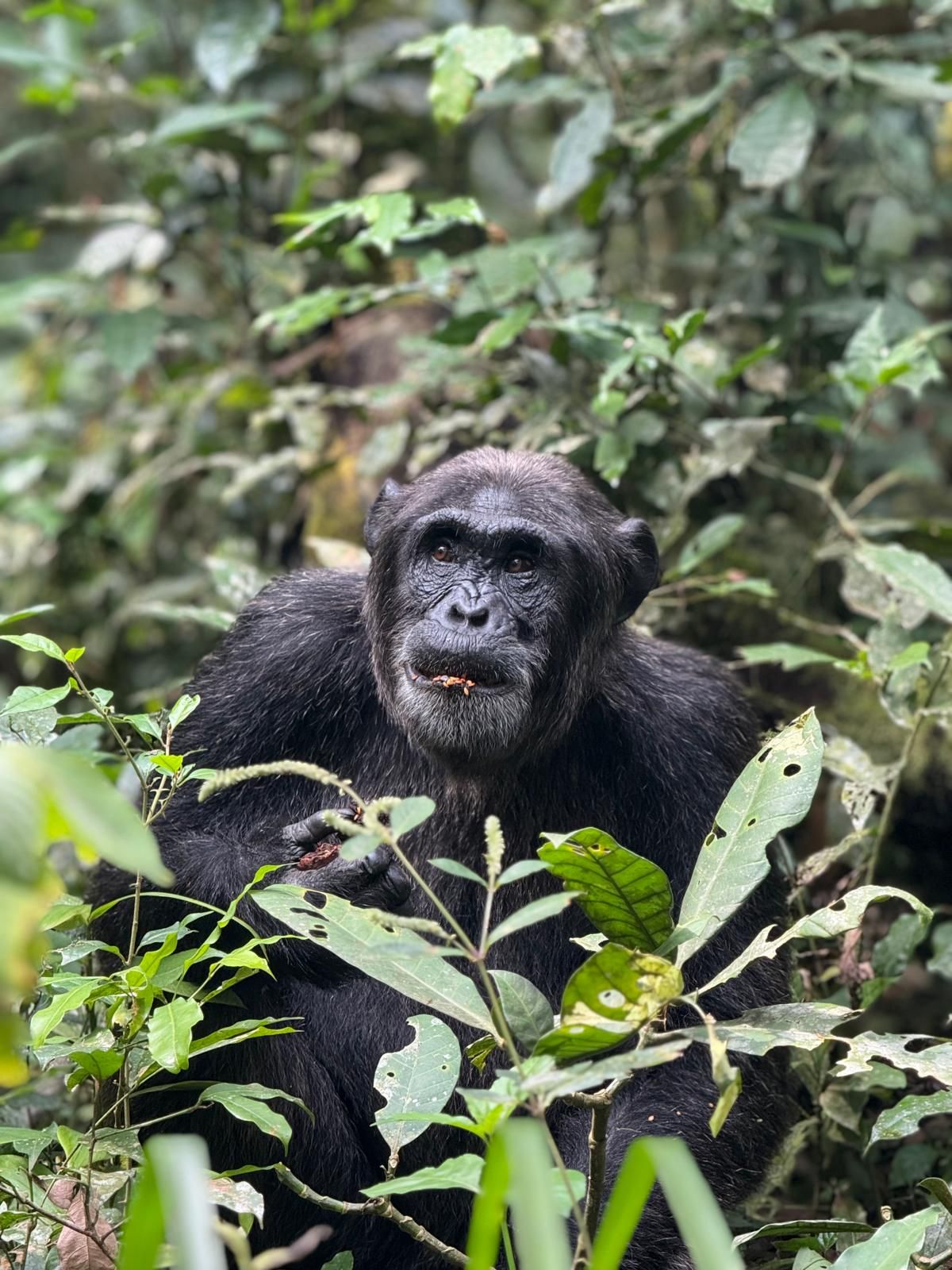 Chimpanzees in Kibale Forest