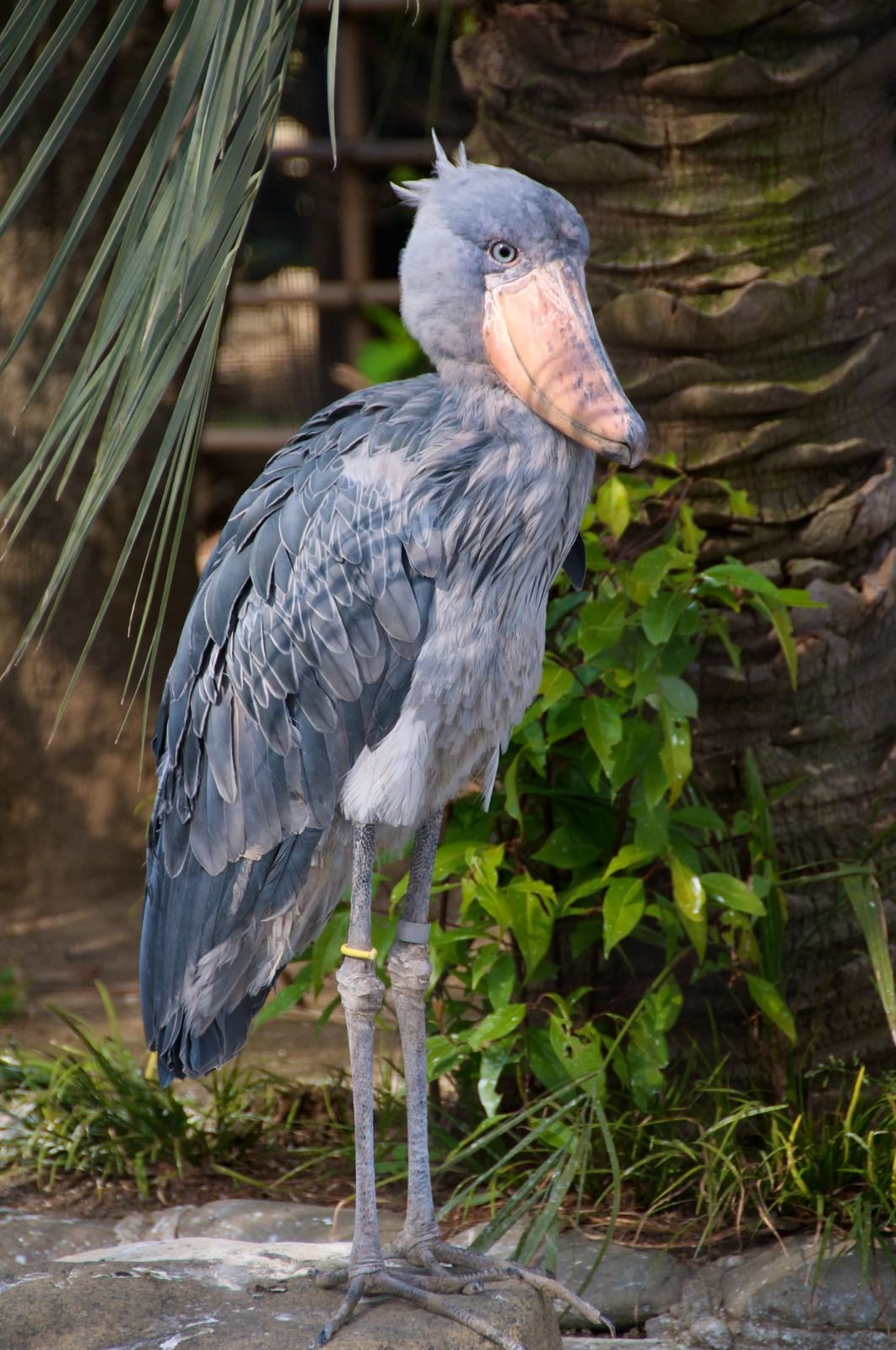Shoebill stork in Uganda